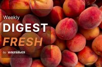 Fresh Market Digest w25/2025